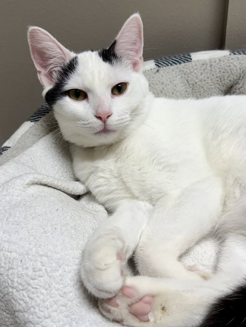 CAT - OLIVER - Domestic Short Hair available for adoption