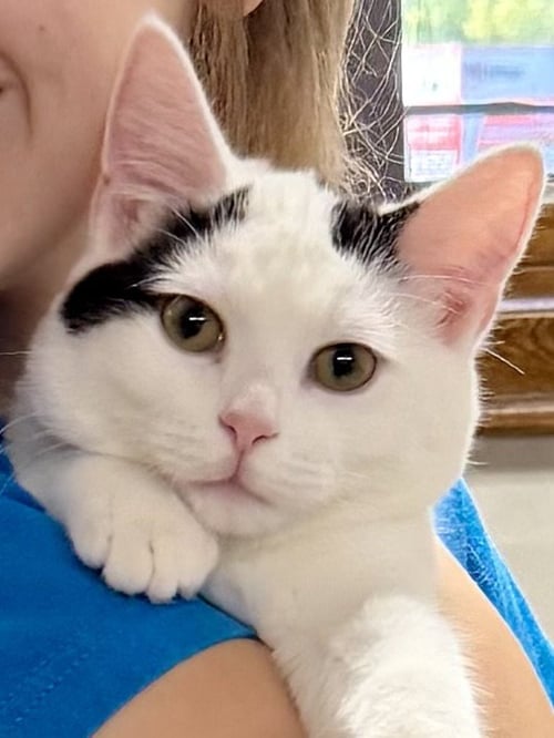 CAT - OLIVER - Domestic Short Hair available for adoption