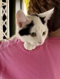 CAT - Oliver - Photo 4