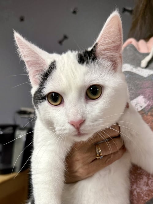 CAT - OLIVER - Domestic Short Hair available for adoption