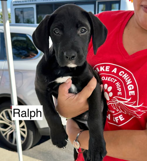 RALPH - Labrador Retriever / Poodle (unknown type) available for adoption