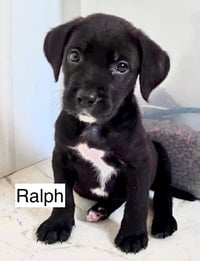 RALPH - Photo 4