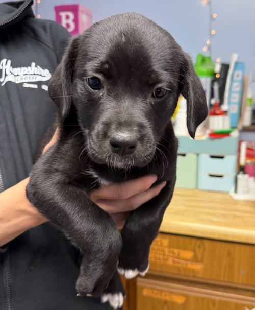 JULIET - Labrador Retriever available for adoption