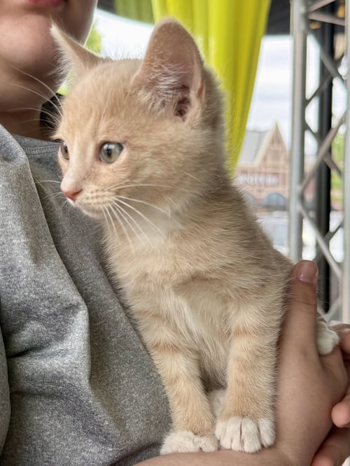 CAT - LOUIE - Domestic Short Hair for adoption in Elgin