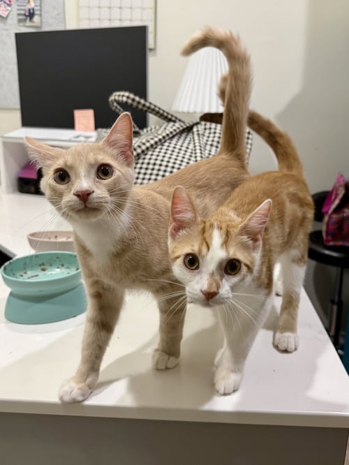 CAT - LOUIE - Domestic Short Hair available for adoption
