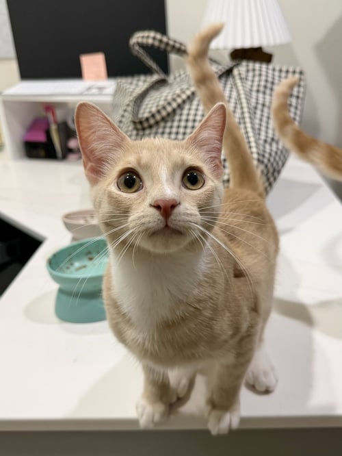 CAT - LOUIE - Domestic Short Hair available for adoption