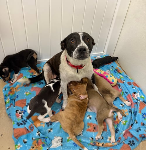 MISTY - Cattle Dog / American Staffordshire Terrier available for adoption
