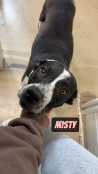 Misty - Photo 3
