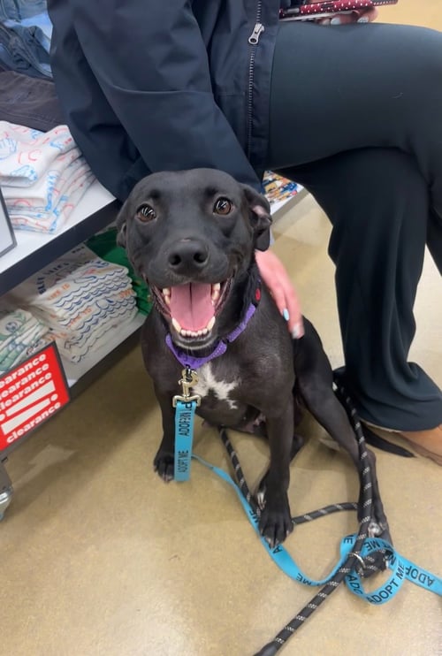 JADE - Labrador Retriever available for adoption