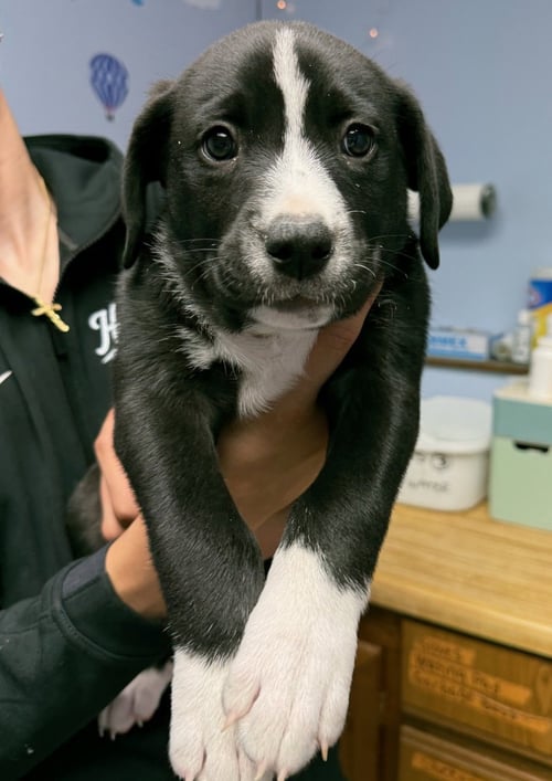 JUDO - Labrador Retriever available for adoption