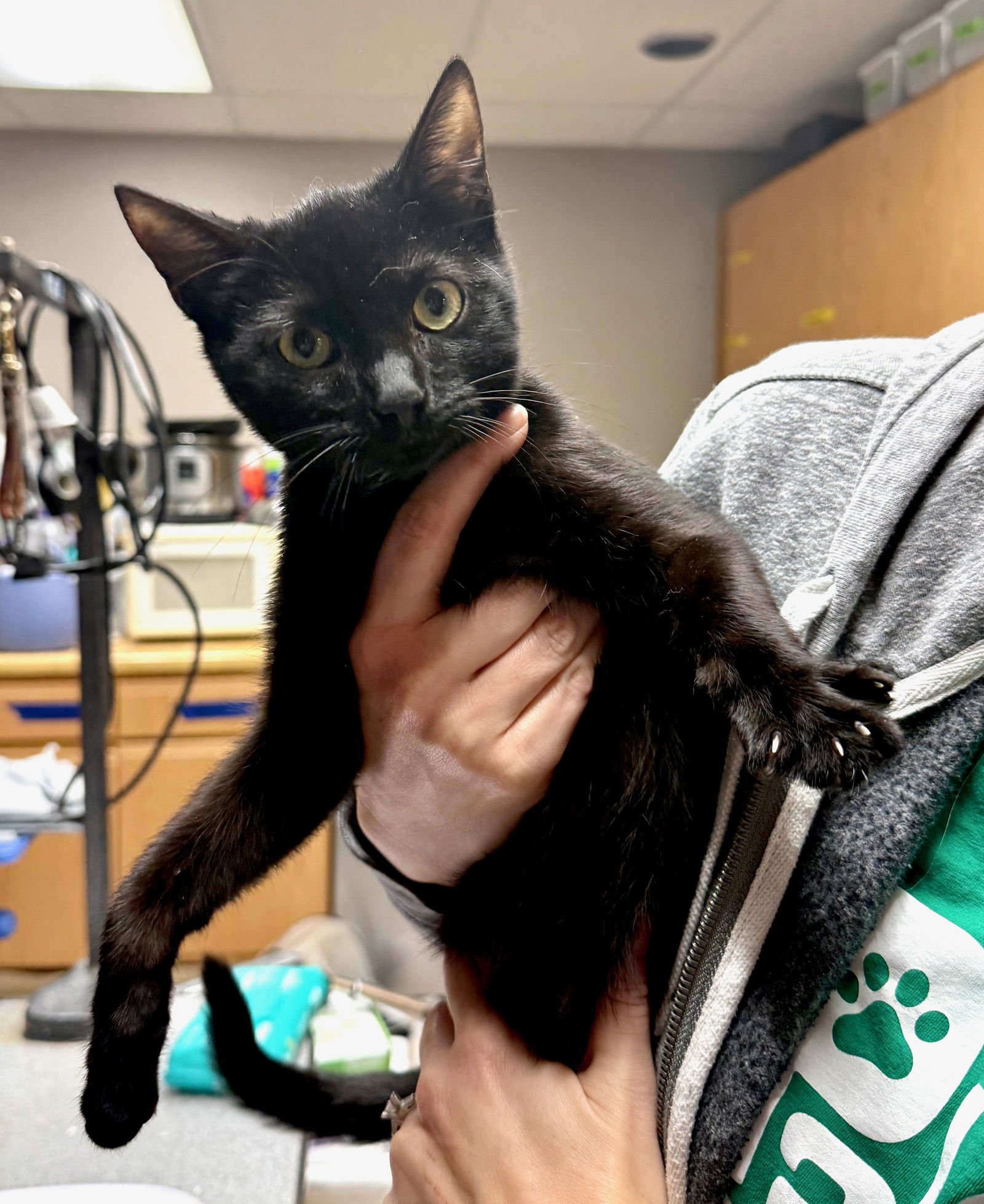 CAT - BOO - Domestic Short Hair available for adoption