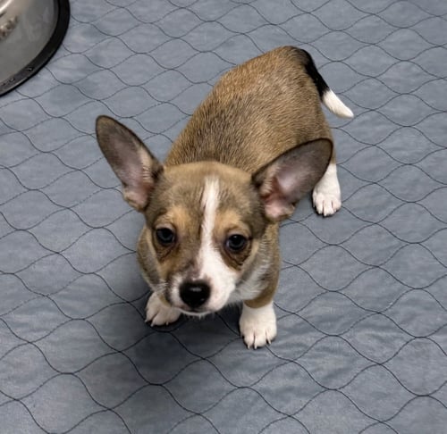ISA - Corgi / Terrier available for adoption