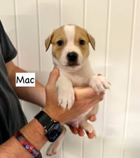 Mac - Photo 1