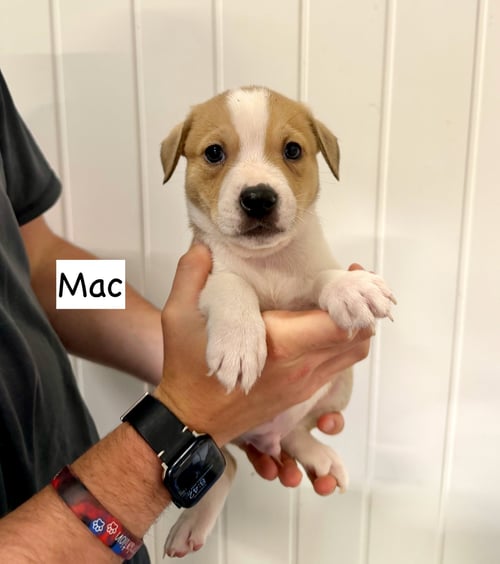 MAC - Boxer / Cattle Dog available for adoption