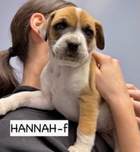 Hannah - Photo 1