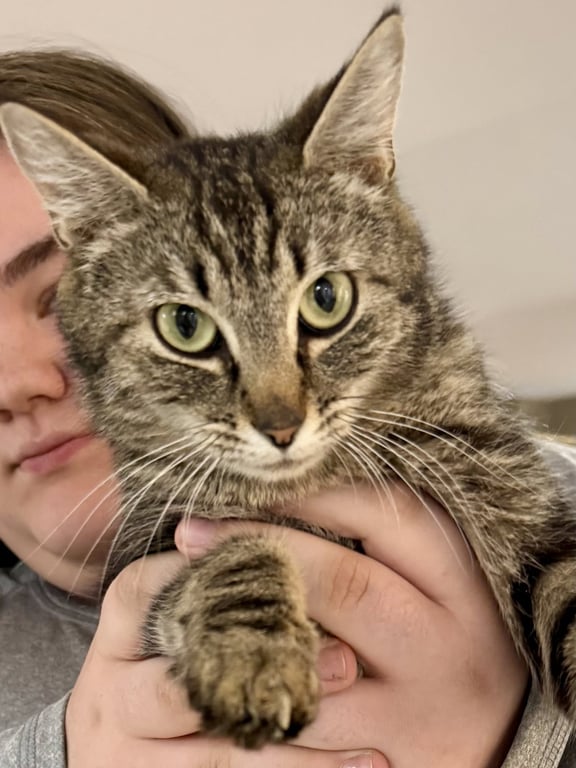 CAT - Isabella Image