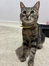 CAT - Isabella - Photo 2