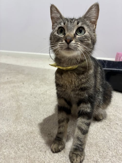 CAT - ISABELLA - Domestic Short Hair / Tabby available for adoption