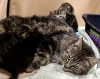 CAT - Isabella - Photo 4