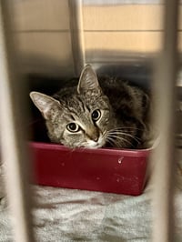 CAT - Isabella - Photo 4