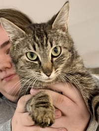 CAT - Isabella - Photo 3