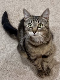 CAT - Isabella - Photo 1