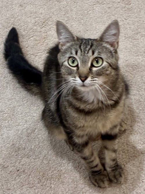 CAT - ISABELLA - Domestic Short Hair / Tabby available for adoption