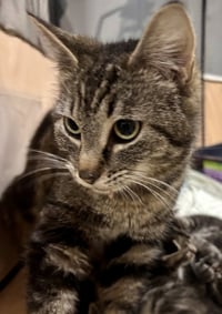 CAT - Isabella - Photo 5