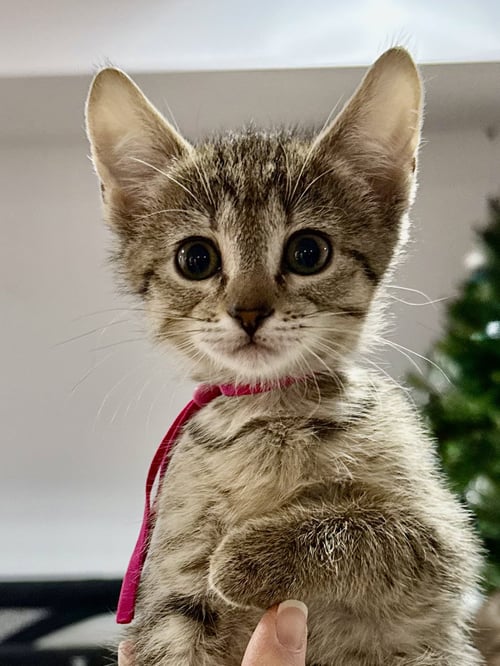 CAT - FIFI - Domestic Short Hair / Tabby available for adoption
