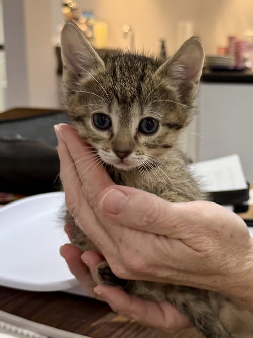 CAT - FIFI - Domestic Short Hair / Tabby available for adoption