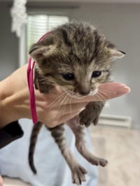 CAT - Fifi - Photo 3