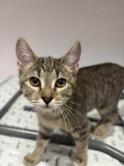 CAT - FIFI - Domestic Short Hair / Tabby available for adoption