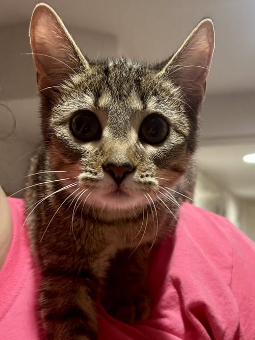 CAT - FIFI - Domestic Short Hair / Tabby available for adoption