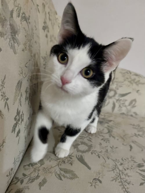 CAT - NIKITA - Domestic Short Hair for adoption in Elgin
