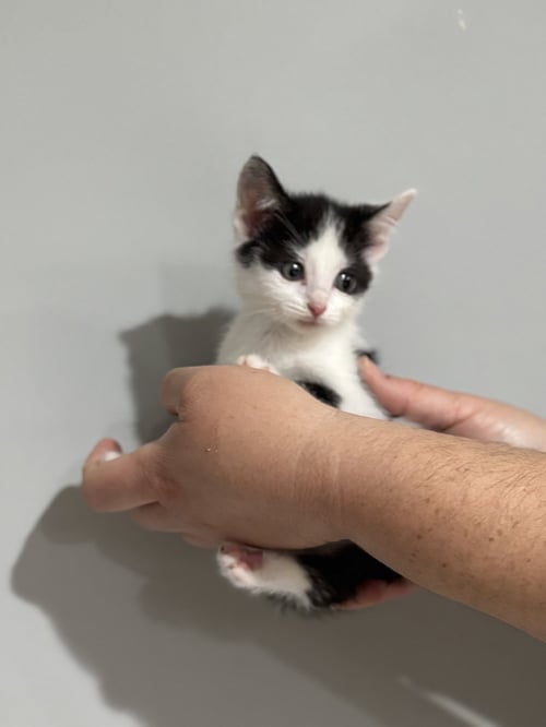 CAT - NIKITA - Domestic Short Hair available for adoption