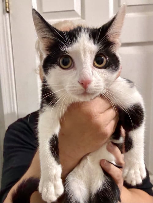 CAT - NIKITA - Domestic Short Hair available for adoption
