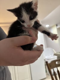 CAT - Nikita - Photo 5