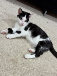 CAT - Nikita - Photo 2
