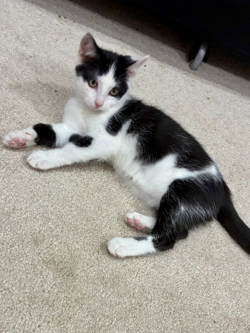 CAT - NIKITA - Domestic Short Hair available for adoption