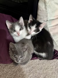 CAT - Nikita - Photo 4