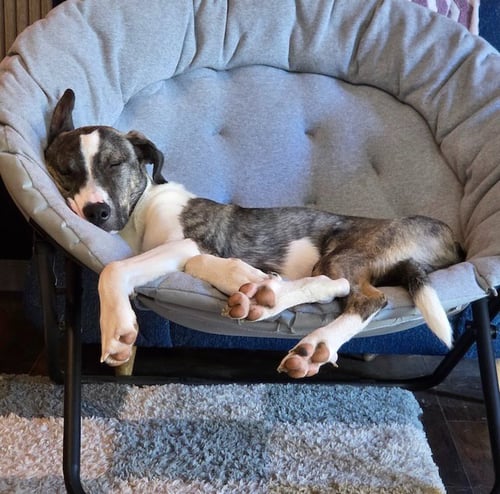 NOAH - Border Collie / Labrador Retriever available for adoption