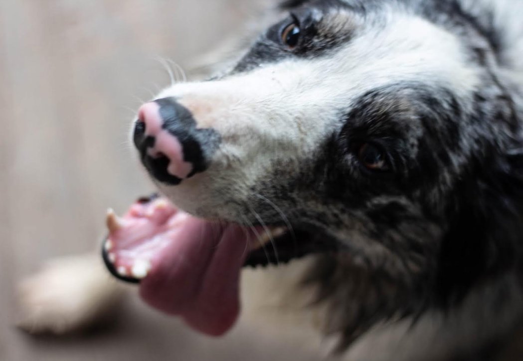 WAYLON - Border Collie available for adoption