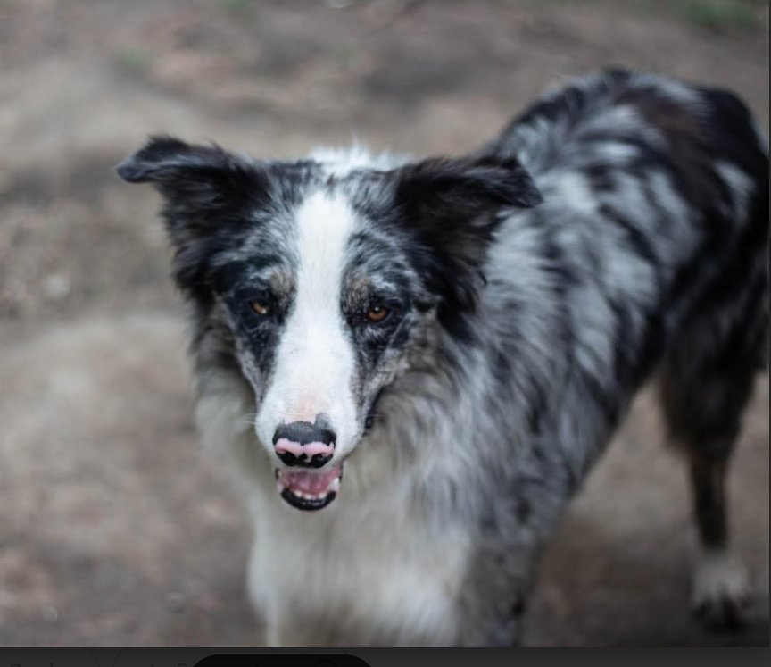 WAYLON - Border Collie available for adoption