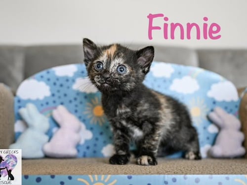 FINNIE