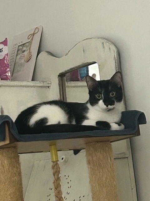 BENTLEY - Domestic Short Hair available for adoption