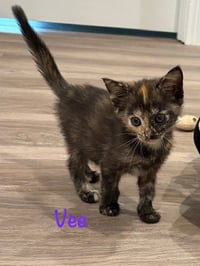 Vee - Photo 1
