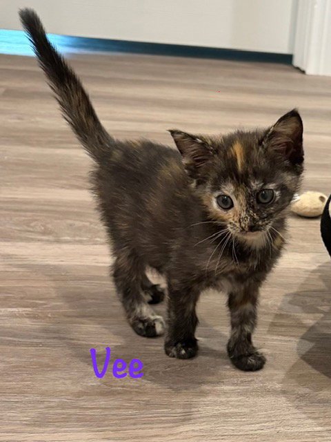 VEE - Domestic Short Hair for adoption in Jacksonville