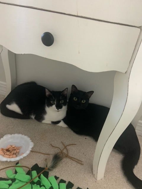 DAISY - Domestic Short Hair / Tuxedo available for adoption