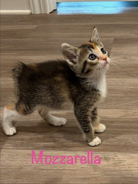 Mozzarella Image