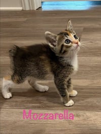 Mozzarella - Photo 1